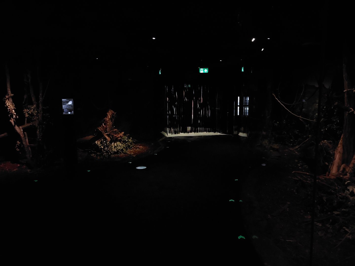 Terra Australis - rainforest room