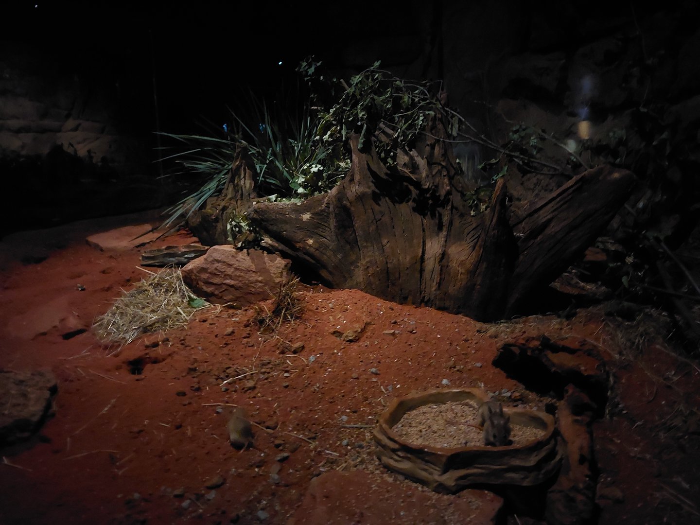 Terra Australis - Spinifex hopping mouse exhibit