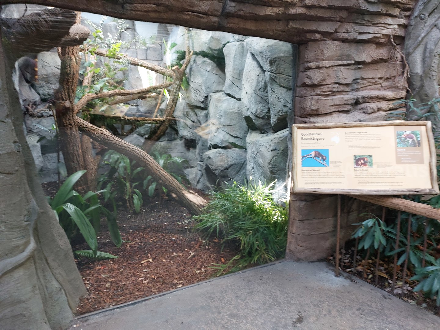 Terra Australis - Tree kangaroo indoors