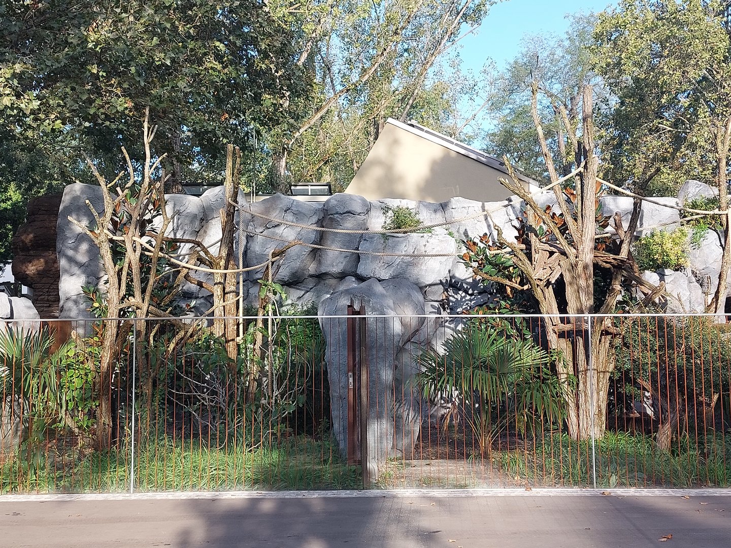 Terra Australis - Tree kangaroo outdoors