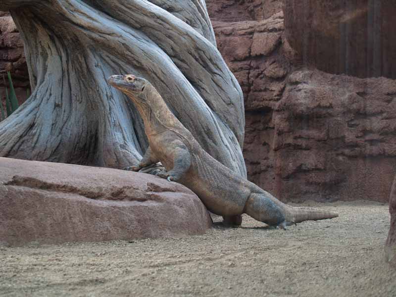 Terra de Dragons - Zoo Barcelona