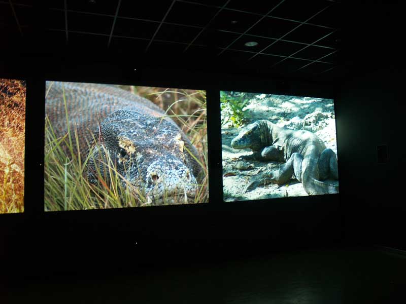 Terra de Dragons - Zoo Barcelona