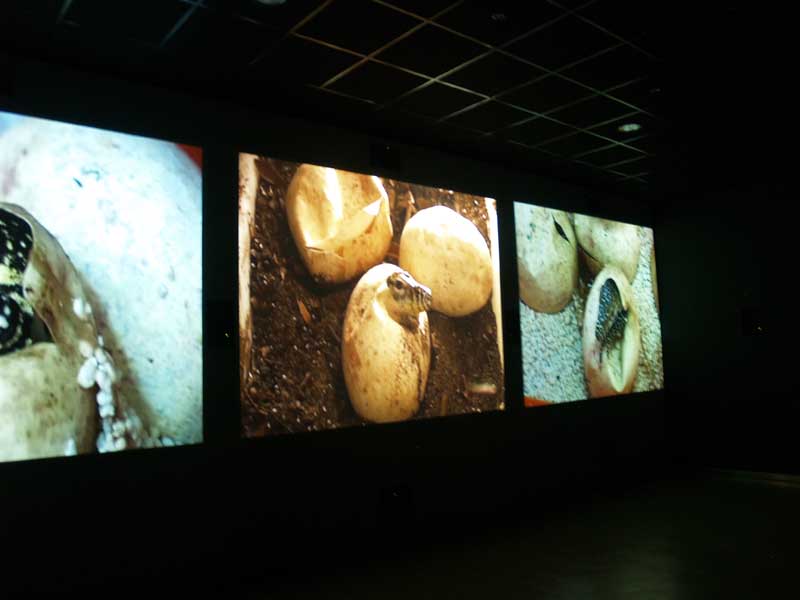 Terra de Dragons - Zoo Barcelona