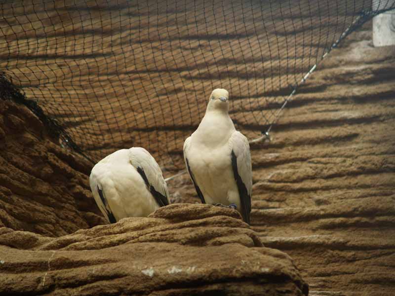 Terra de Dragons - Zoo Barcelona