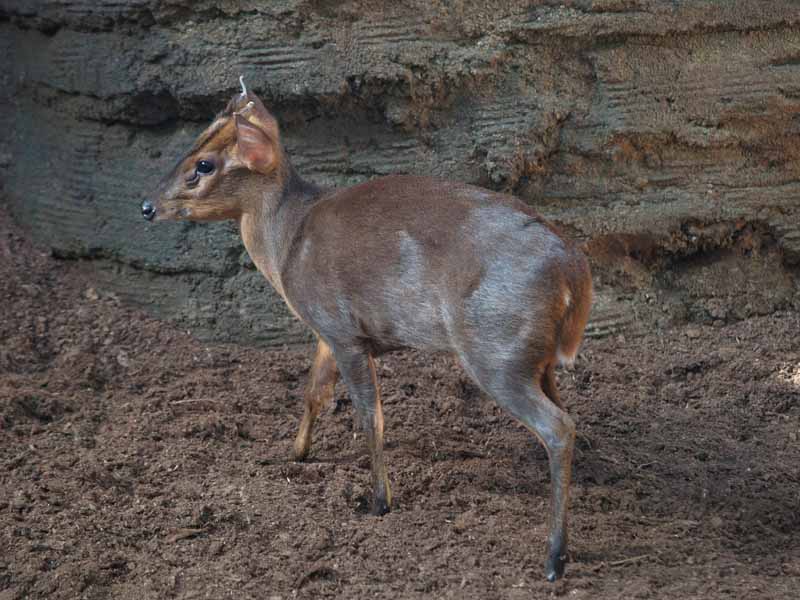 Terra de Dragons - Zoo Barcelona