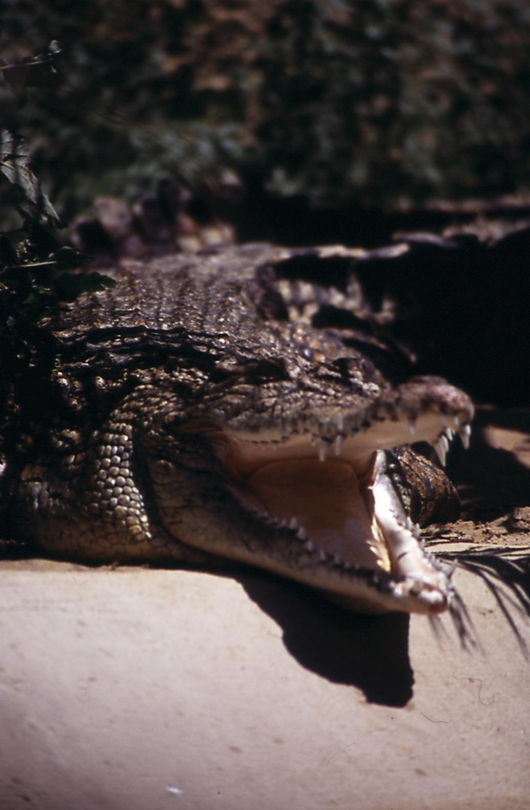 Terra Natura animals