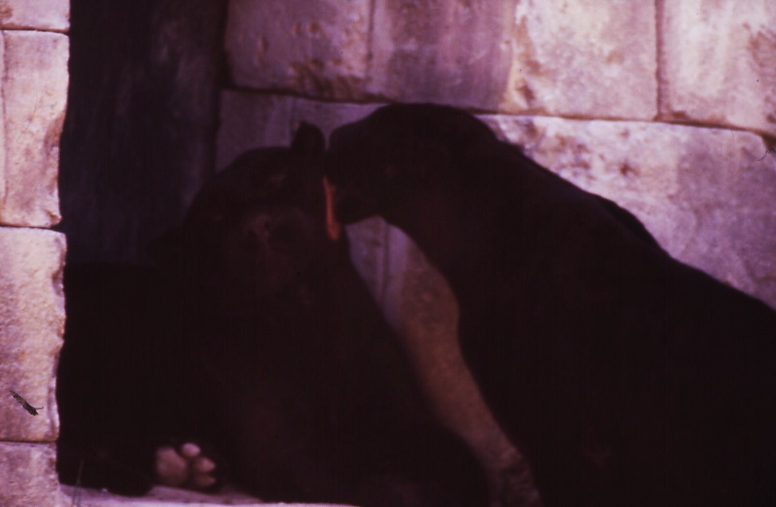 Terra Natura animals