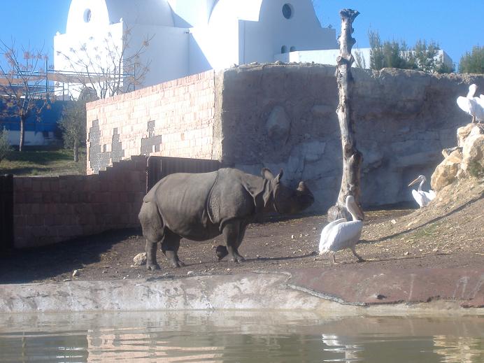 Terra Natura female Indian Rhino