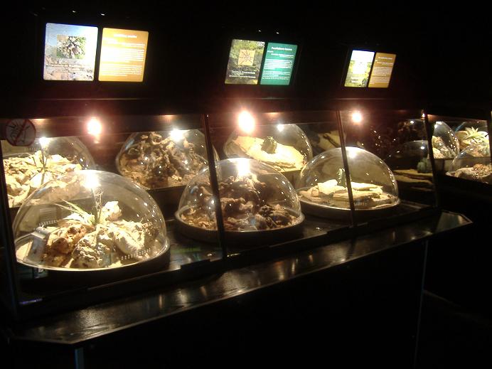 Terra Natura inverts