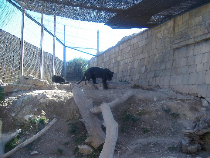 Terra Natura jaguars