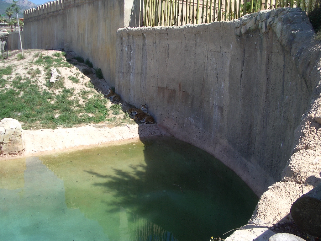 Terra Natura June 2006 - Tigers
