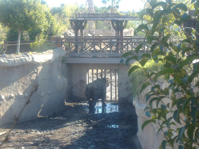 Terra Natura male Indian Rhino