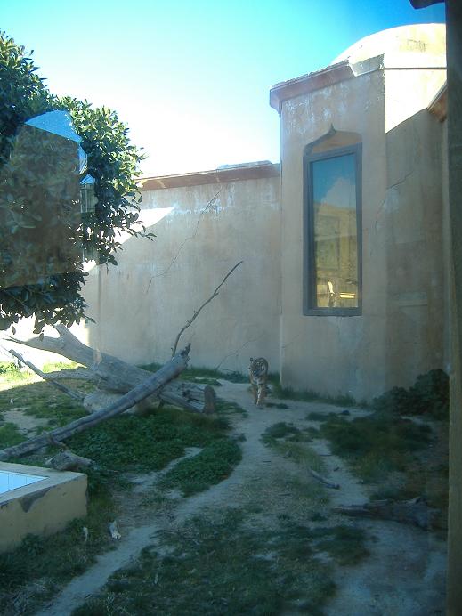 Terra Natura Sumatran Tiger