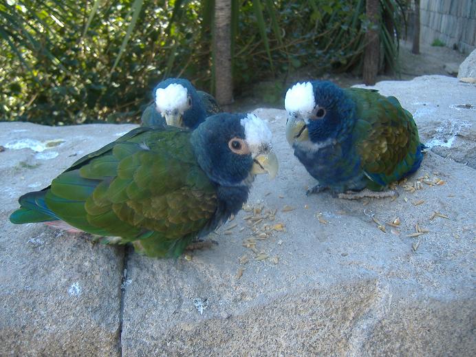 Terra Natura white capped pionus