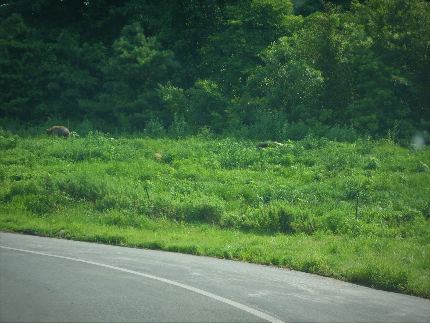 Terra Ursus - 12-Acre European Brown Bear Exhibit