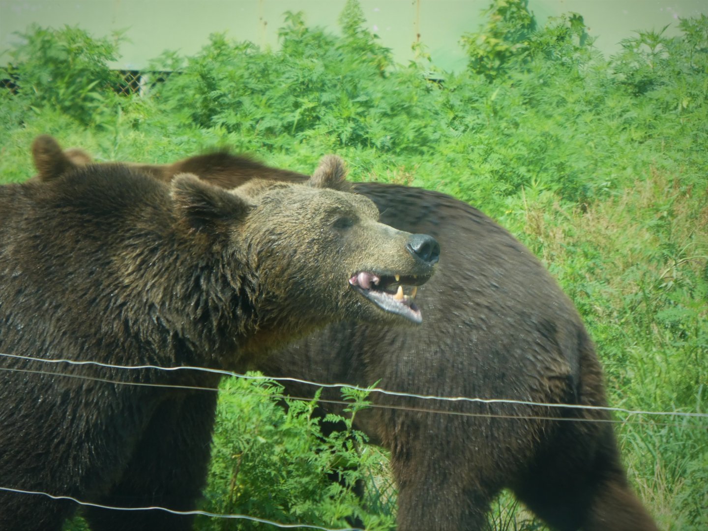 Terra Ursus - European Brown Bear