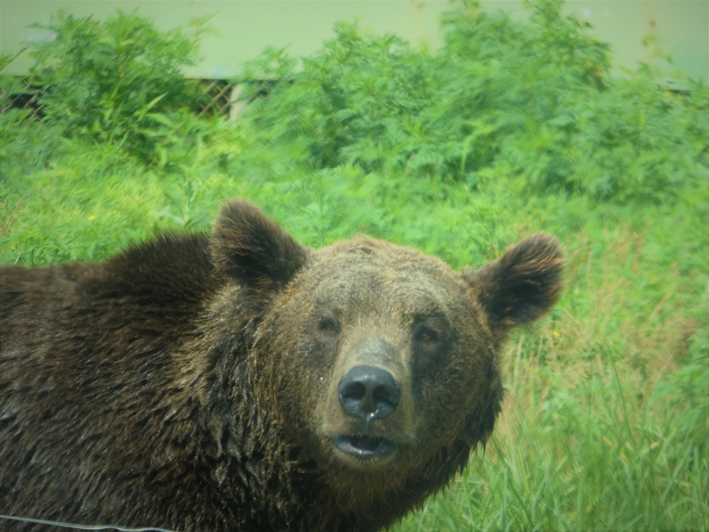 Terra Ursus - European Brown Bear