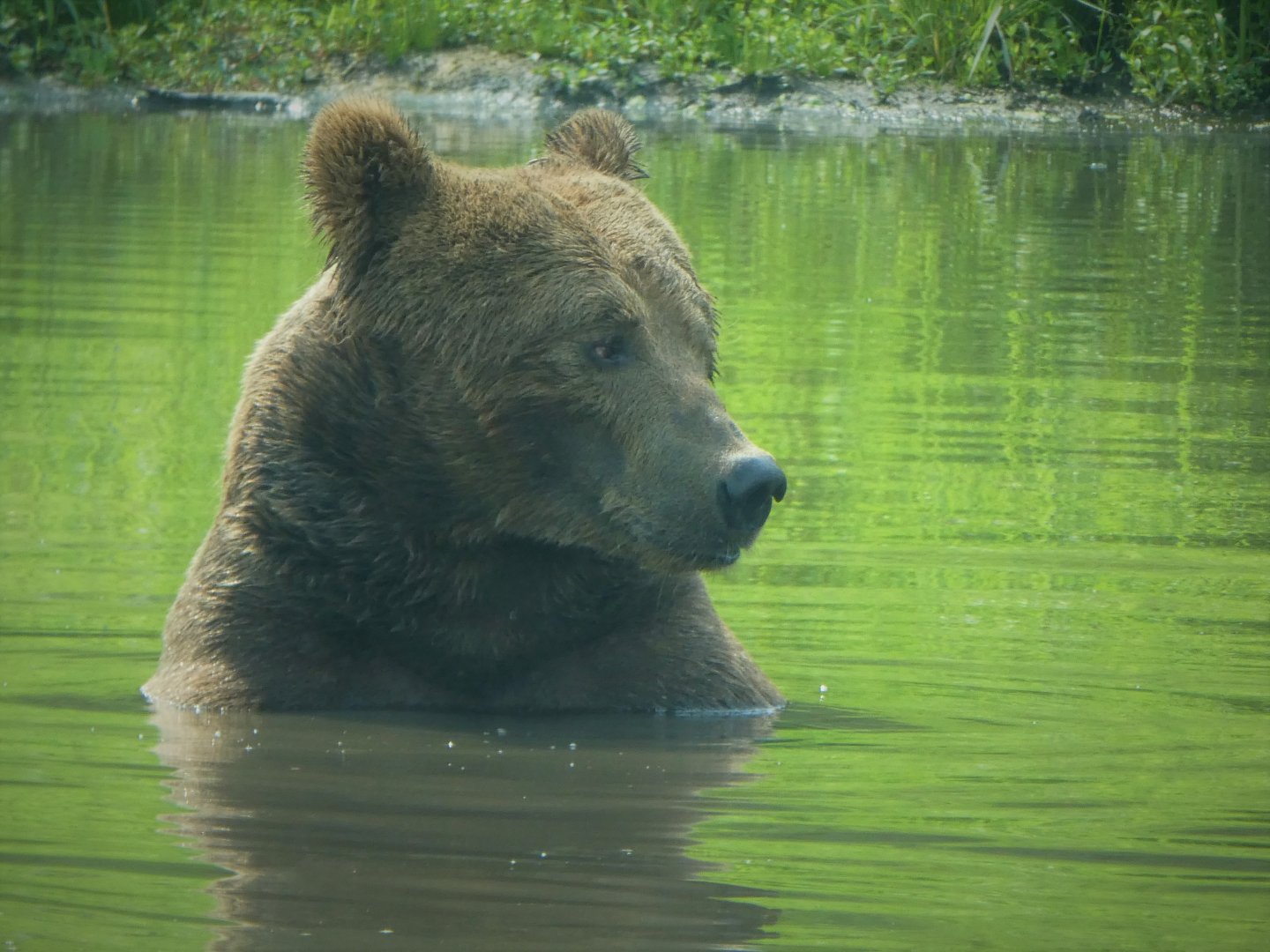 Terra Ursus - European Brown Bear