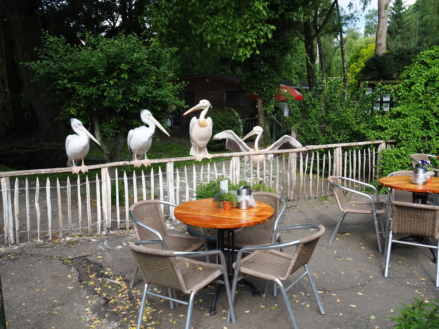 Terrace area with pelicans sitting on the fence of their enclosure, 2019-05-25