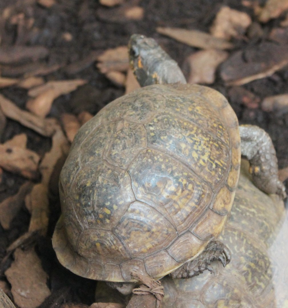 Terrapene - Box turtle ID