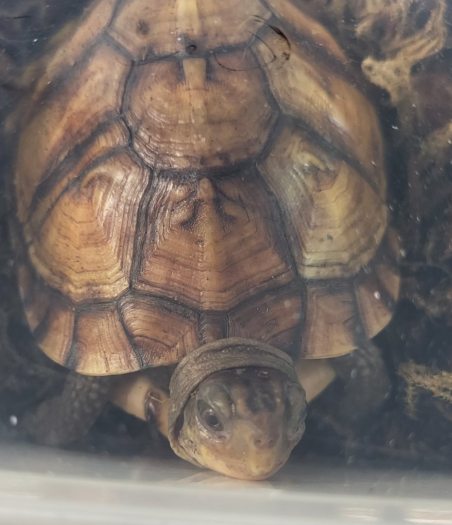 Terrapene carolina major