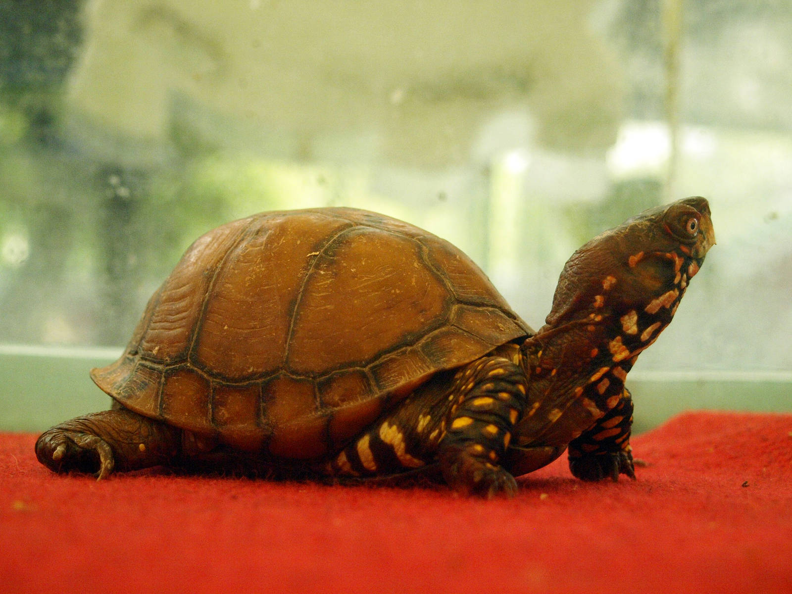 Terrapene carolina triunguis