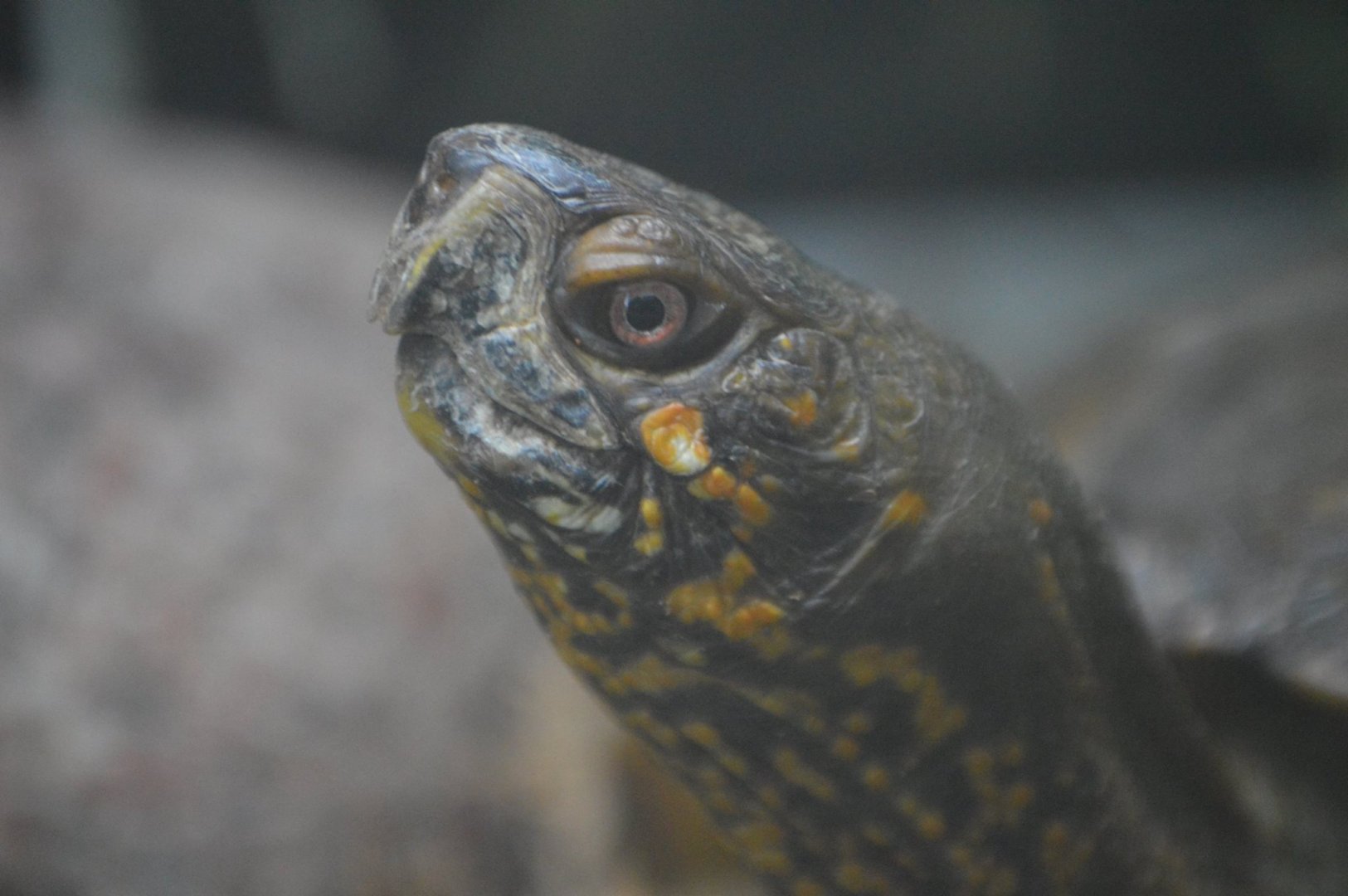 Terrapene carolina triunguis