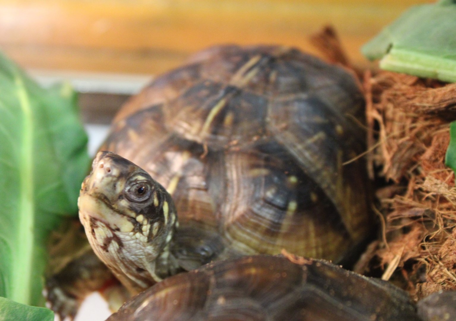 Terrapene carolina triunguis