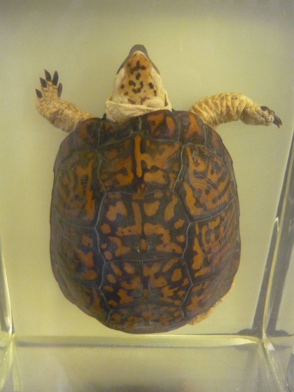 Terrapene carolina wet specimen