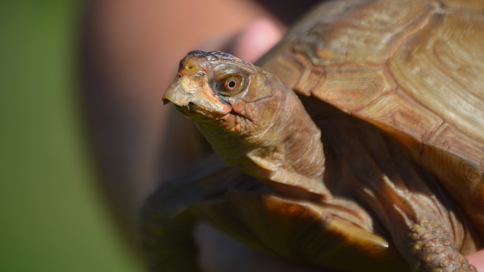 Terrapene triunguis (Henrietta)
