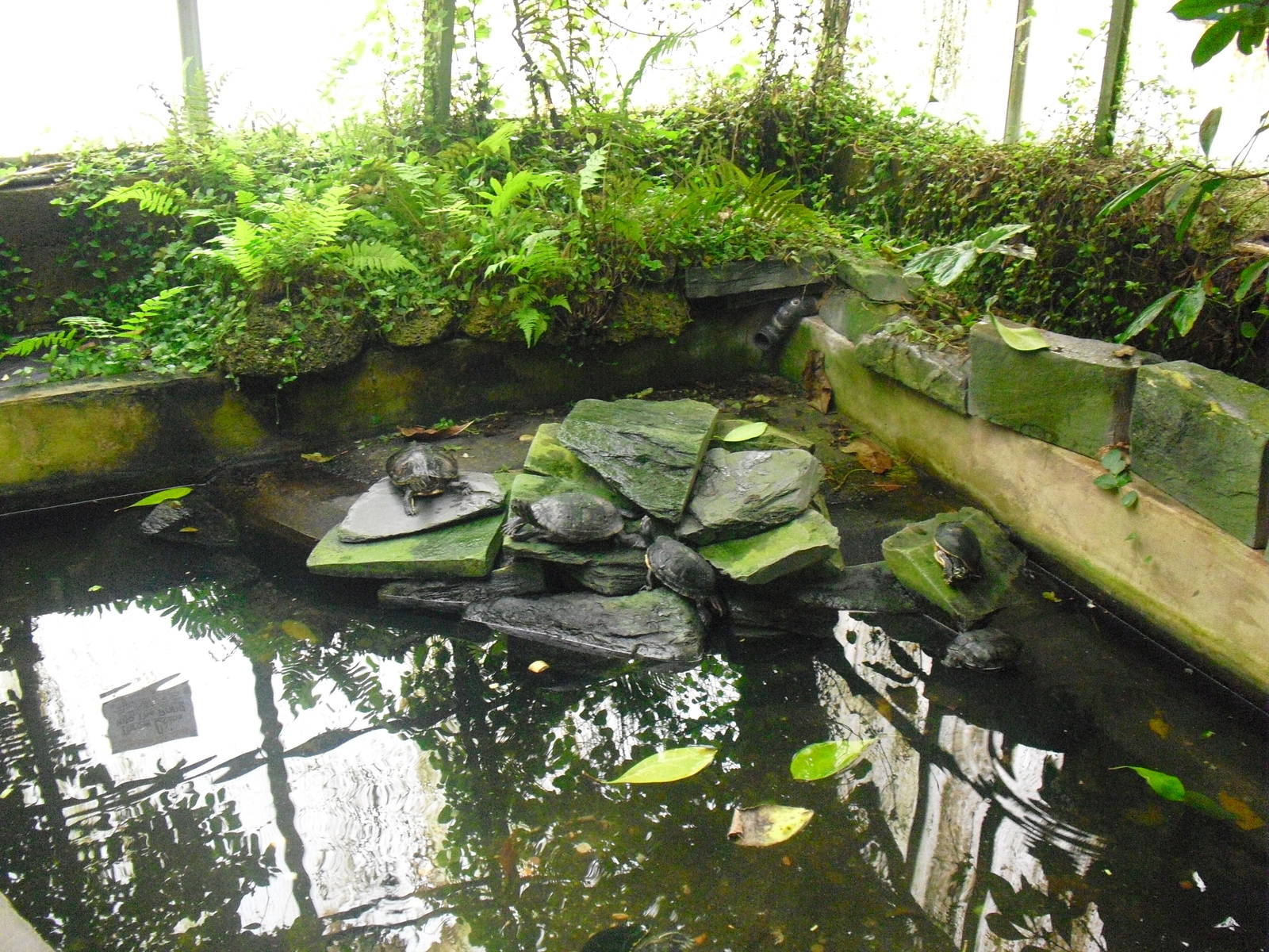 Terrapin Enclosure - 12/10/2011