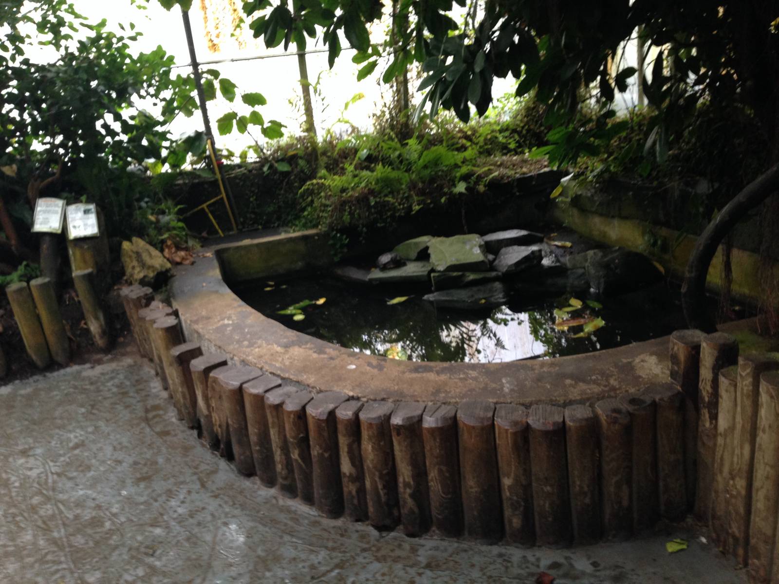 Terrapin Enclosure at Tropical World - 02/10/2013