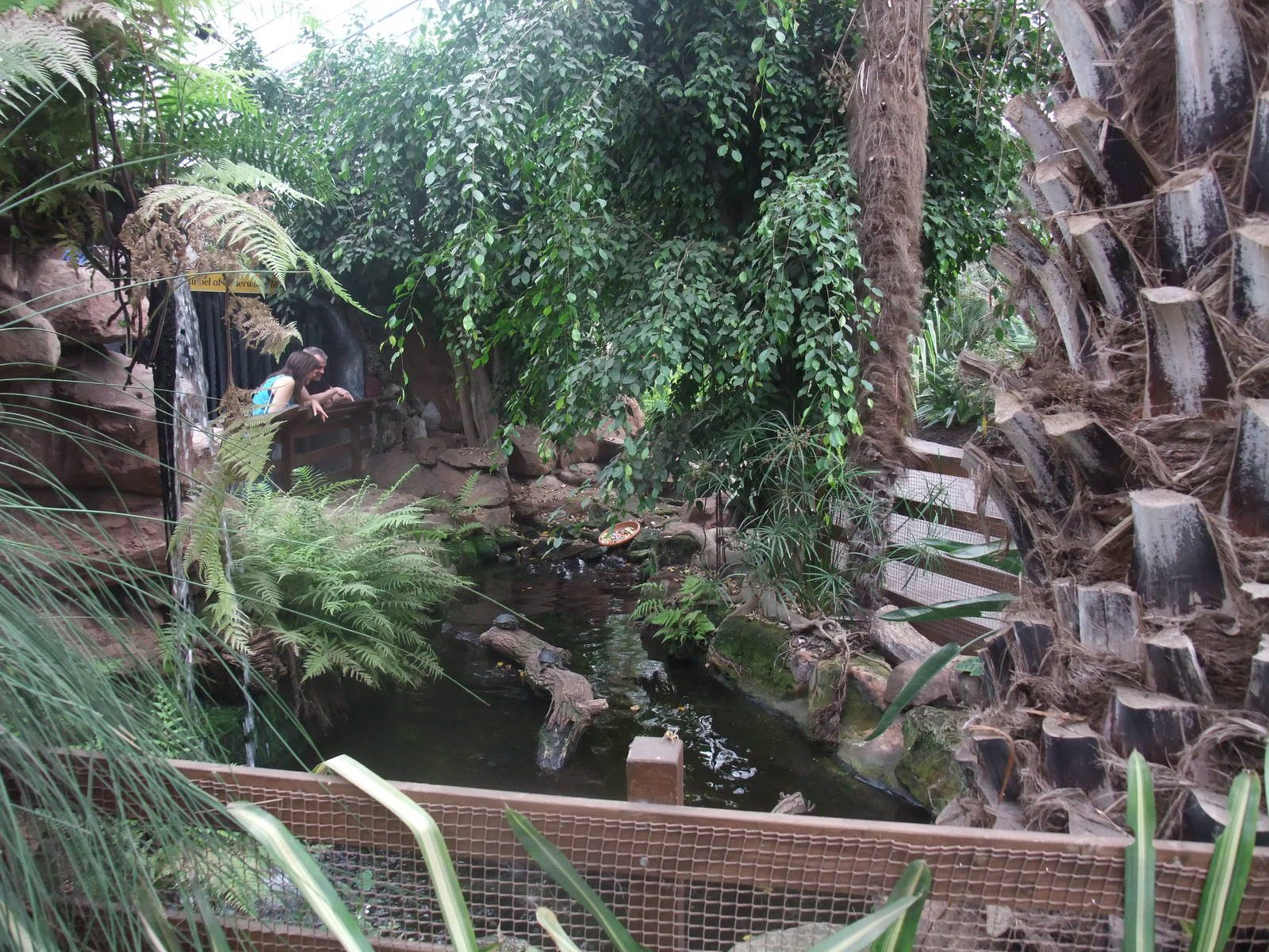 Terrapin exhibit at the Palms: Final Visit, 08/08/10