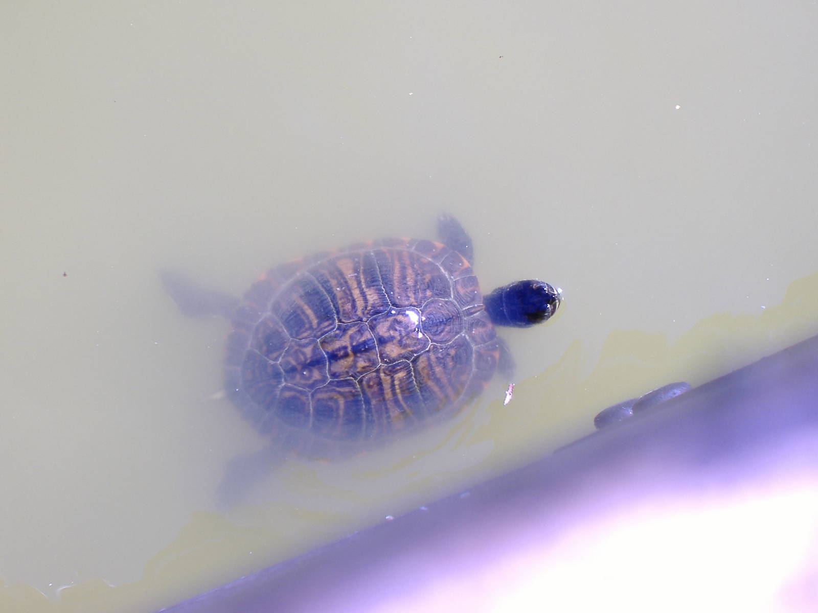 Terrapin (?) in Paloma Park, Benalmadena, Malaga