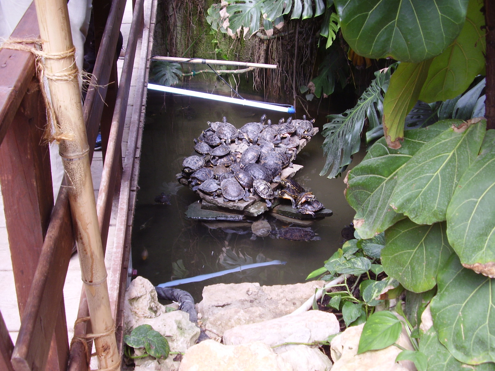 Terrapin Island - 2010