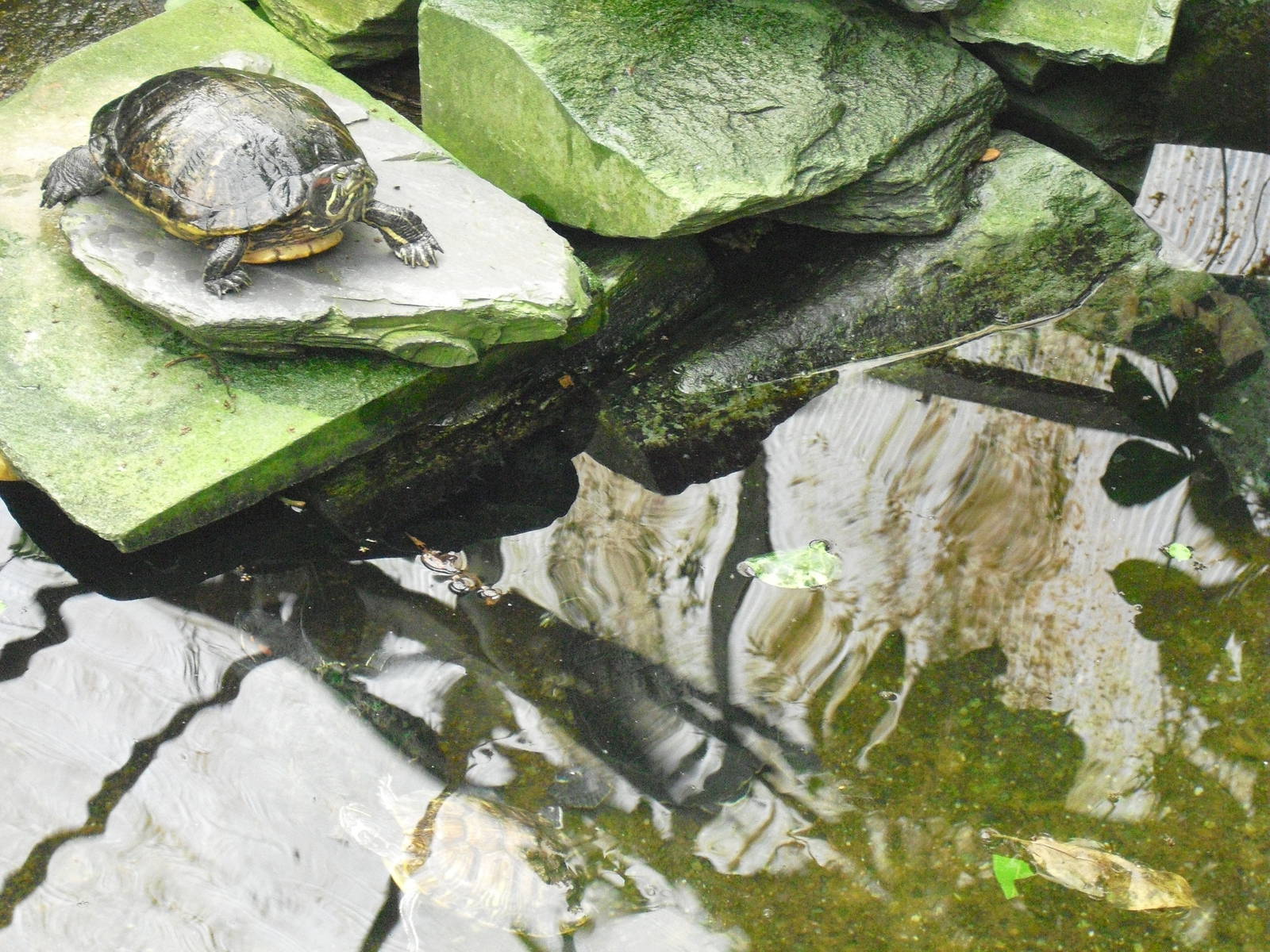 Terrapin Pond - 27/10/2011