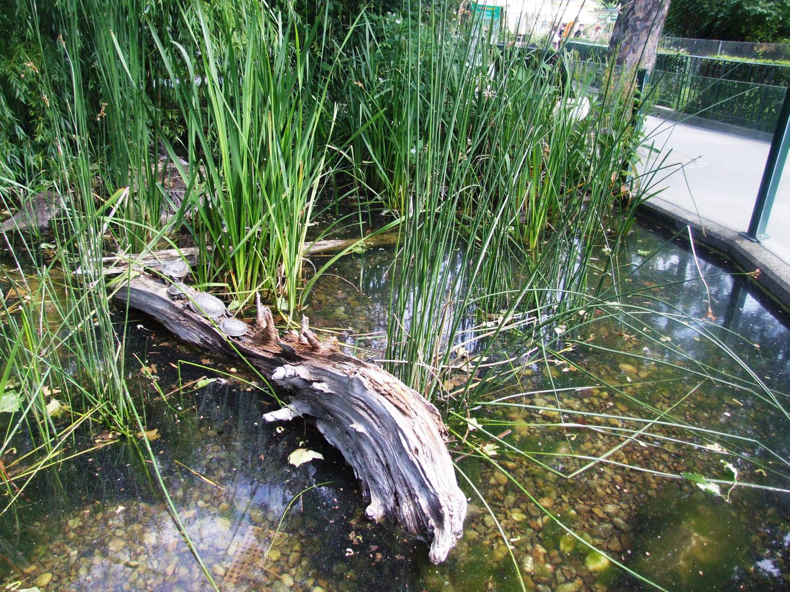 Terrapin Pool at Vienna, 14/06/13