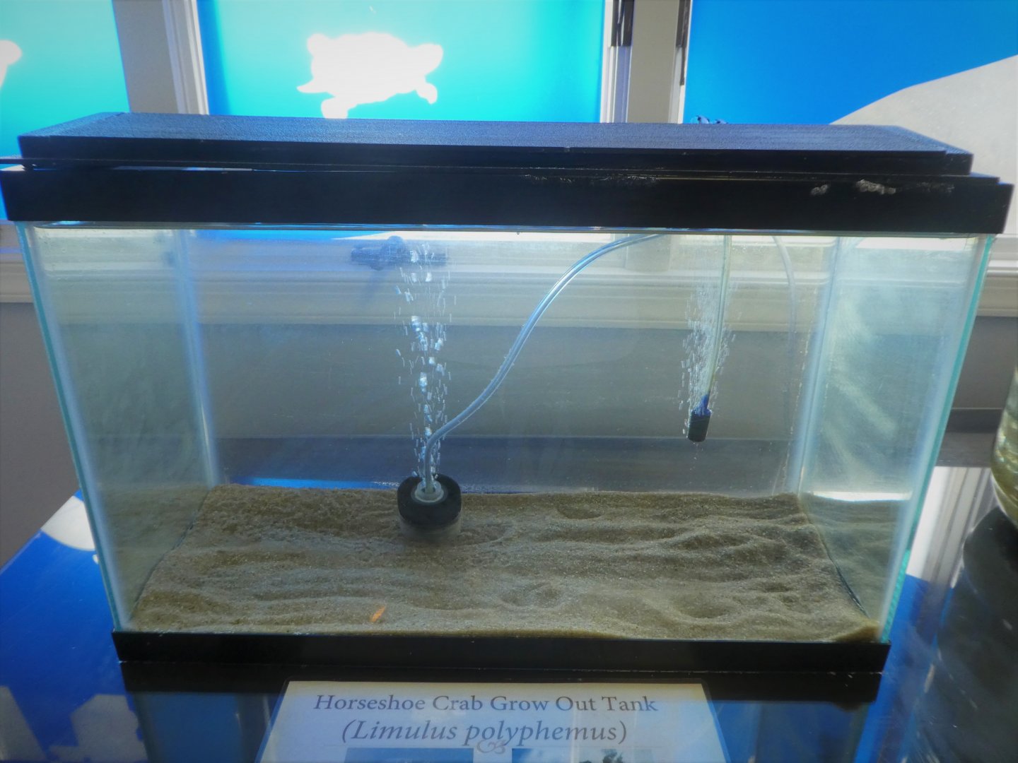 Terrapin Station - Atlantic Horseshoe Crab Growout Tank