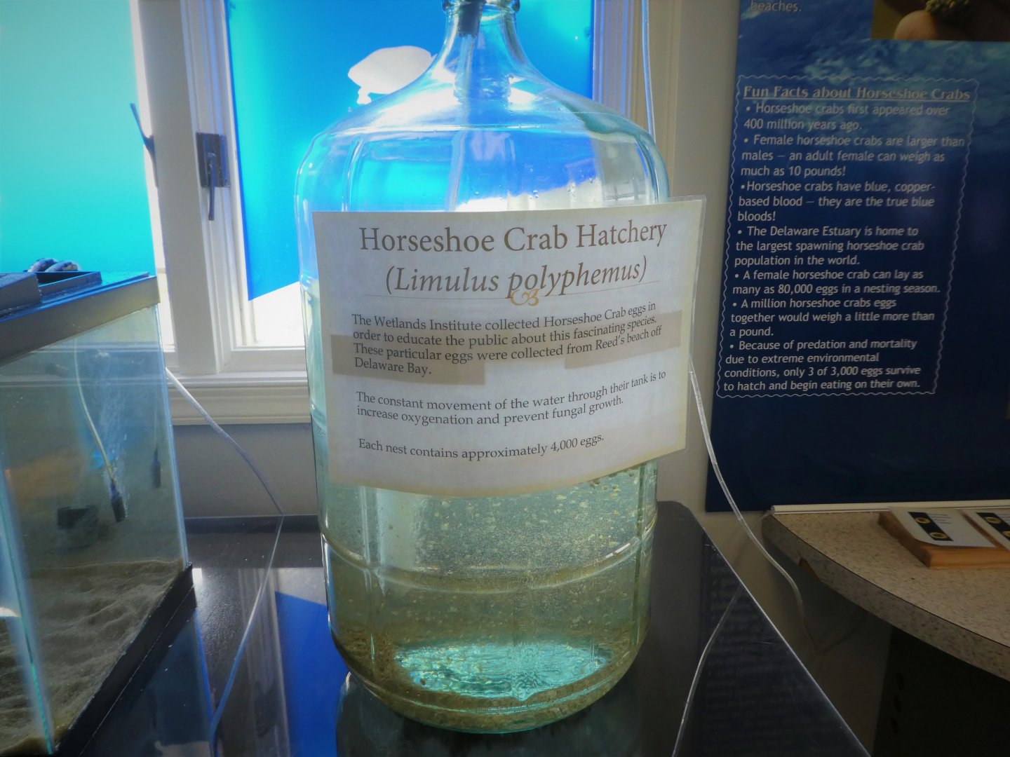 Terrapin Station - Atlantic Horseshoe Crab Hatchery