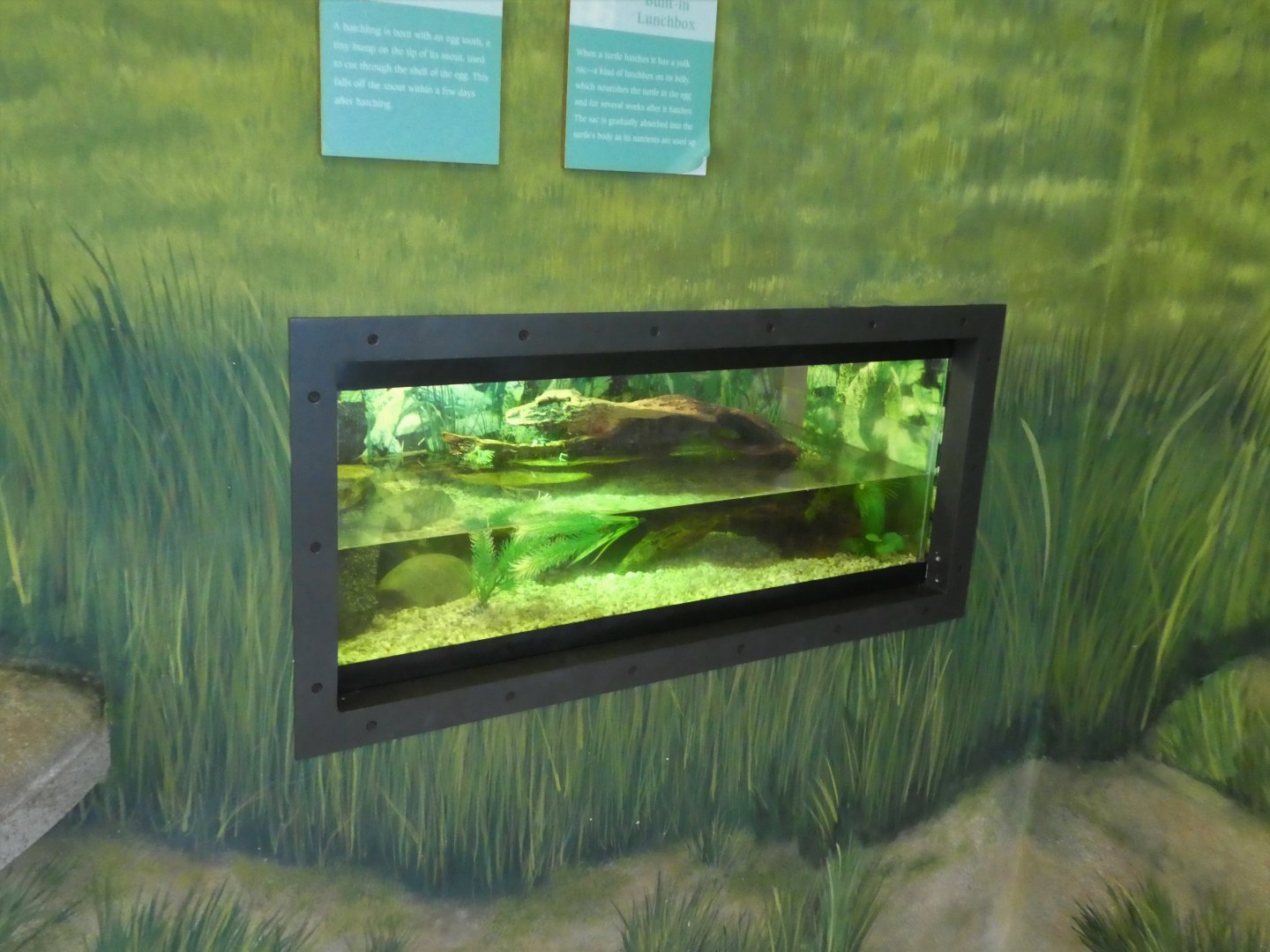 Terrapin Station - Diamondback Terrapin Hatchling Tank