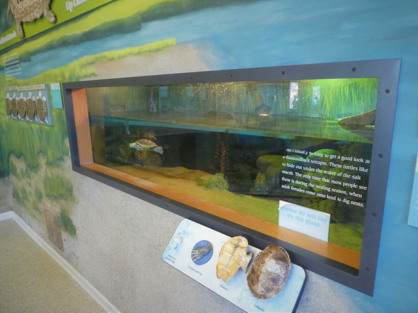 Terrapin Station - Diamondback Terrapin Tank