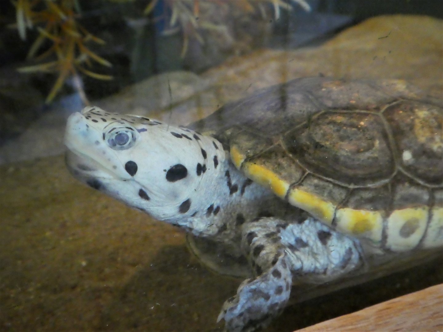 Terrapin Station - Diamondback Terrapin