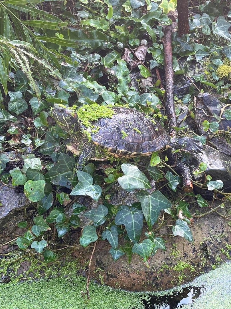 Terrapin trying to Camouflage