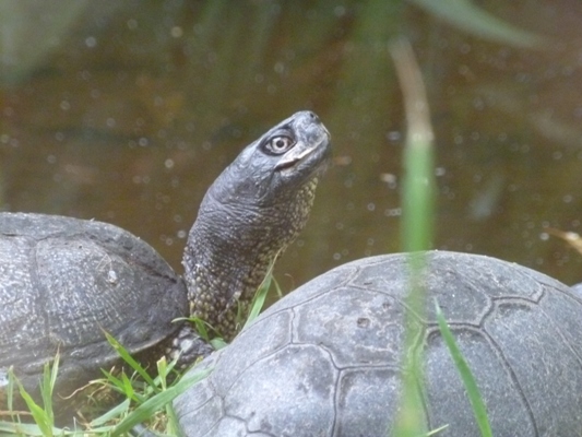terrapin