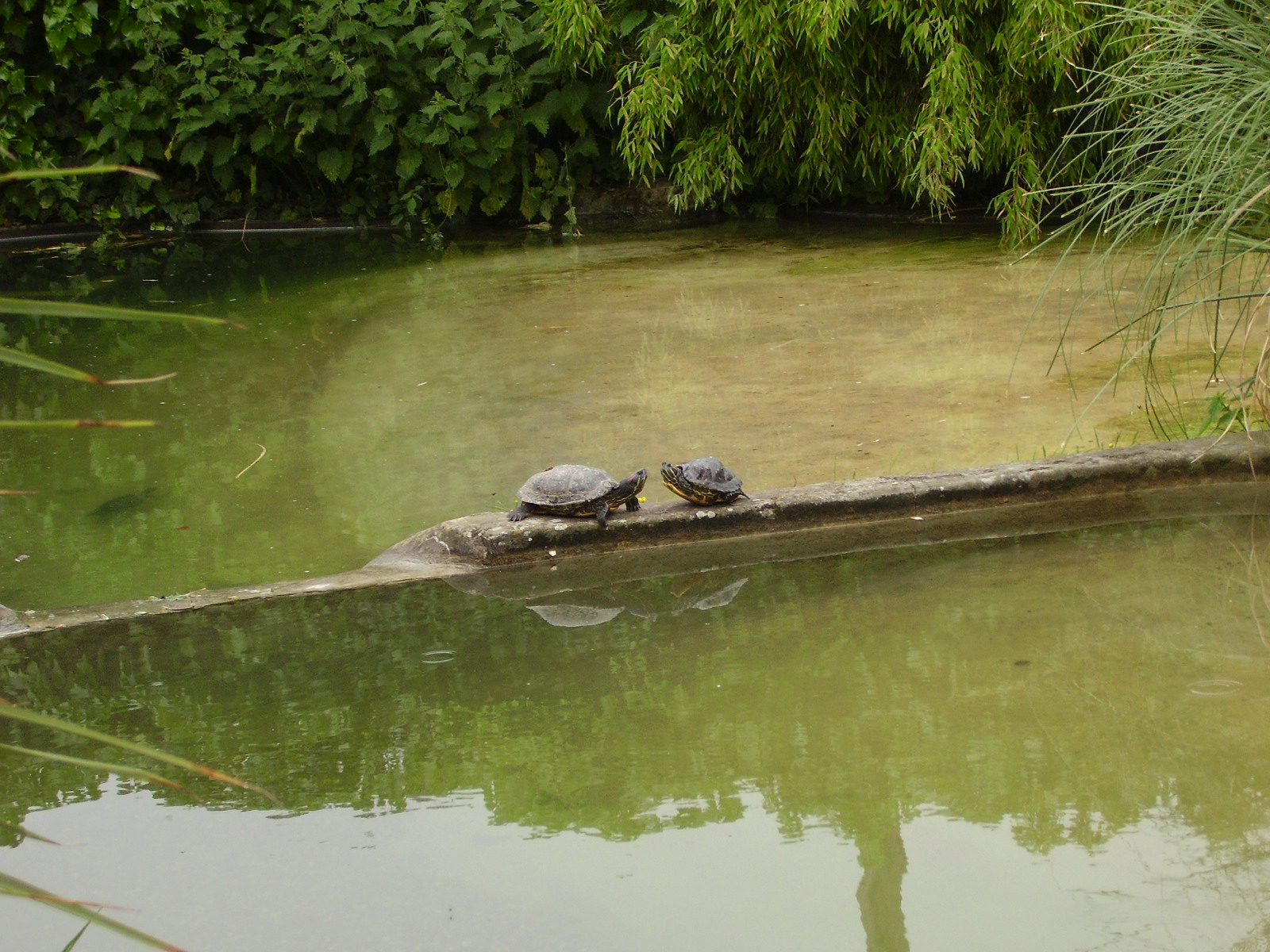 Terrapins - 2008