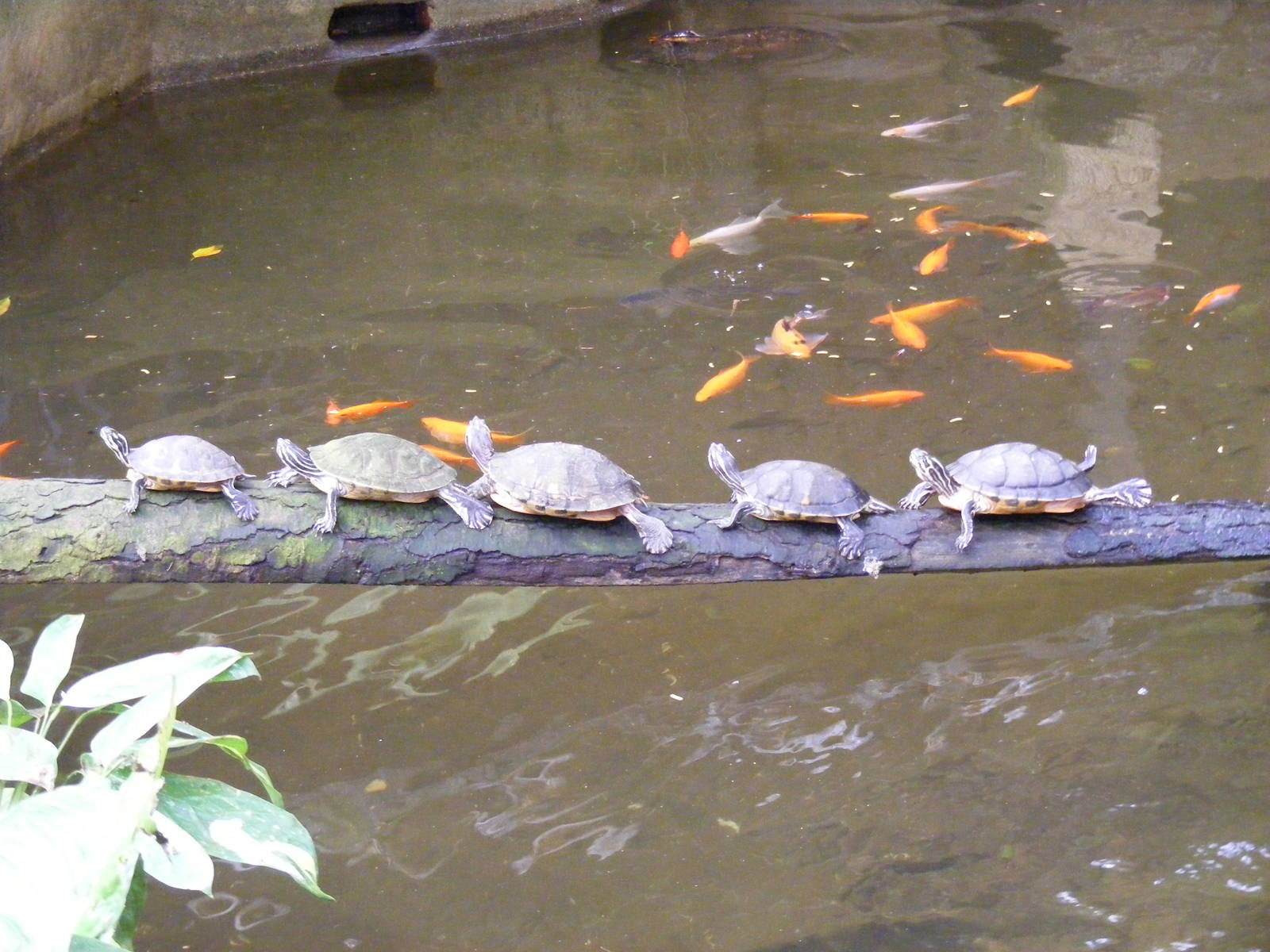 Terrapins at Amazon World, 5 April 2010
