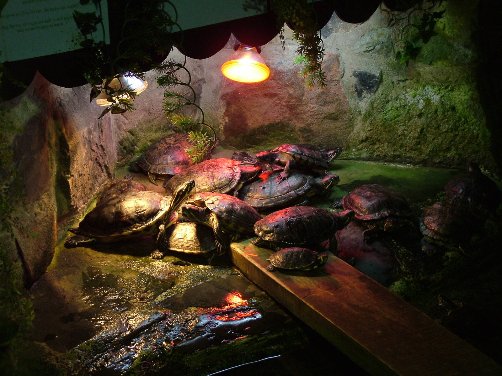 Terrapins at Matlock Bath Aquarium 14/02/10