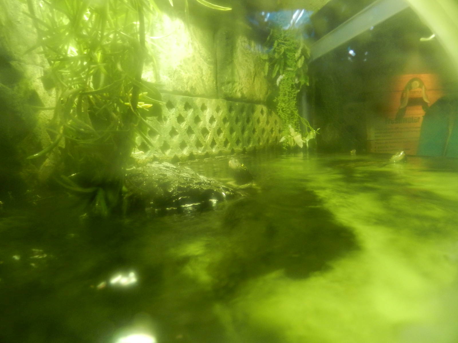 Terrapins at SEA LIFE Scarborough - 26/08/2012