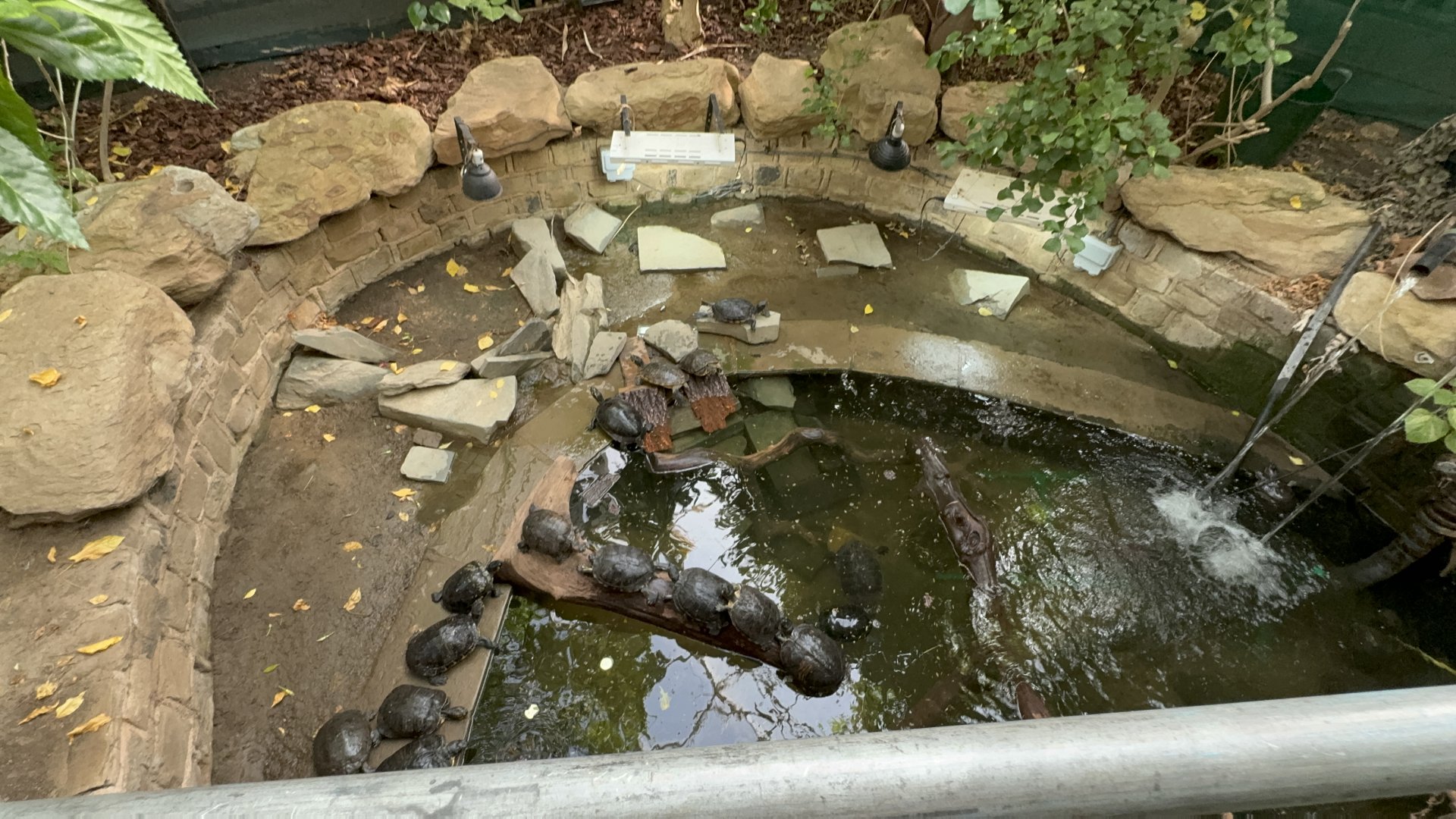 Terrapins at Tropical World (October 2024)