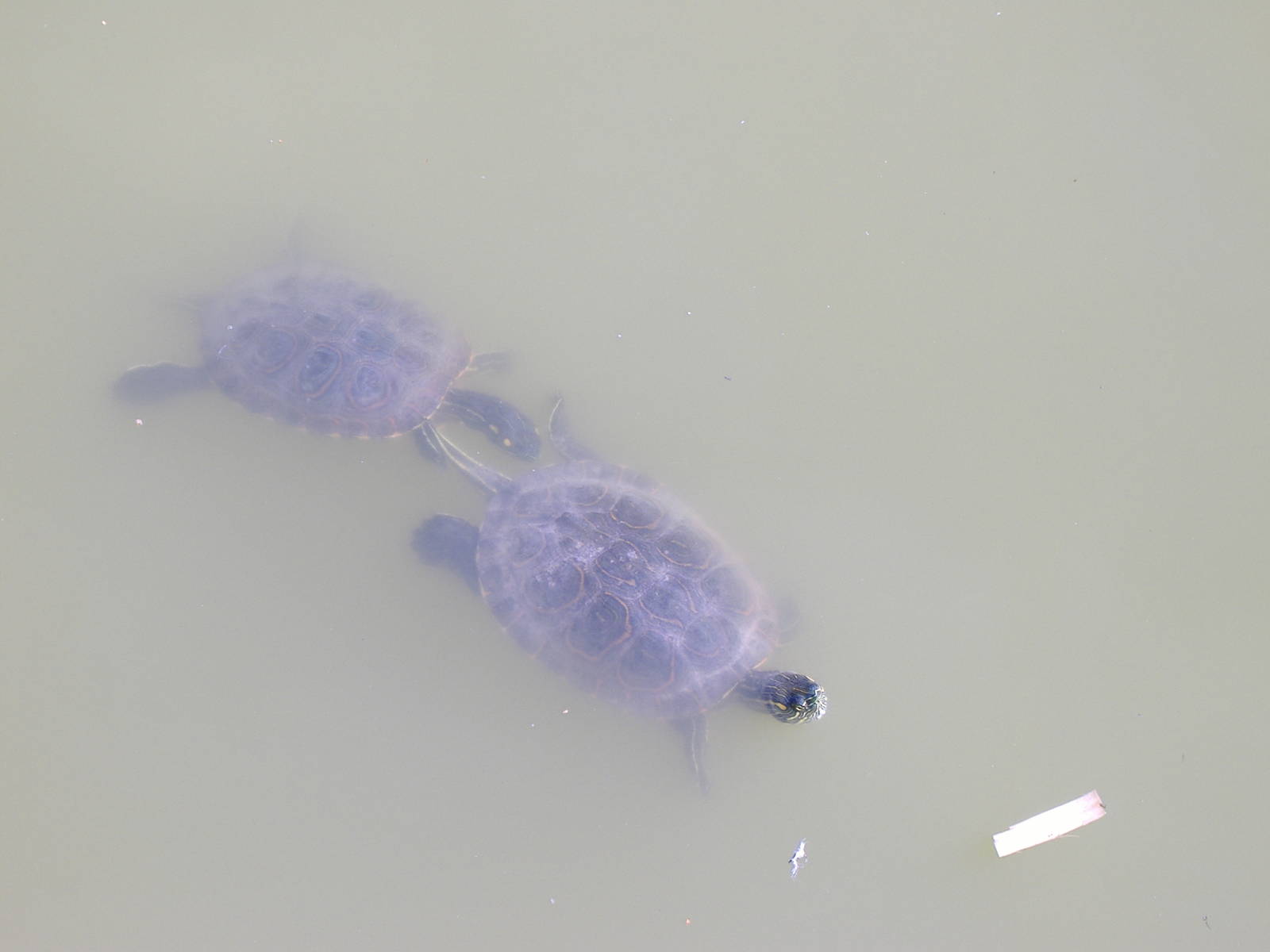 Terrapins (?) in Paloma Park, Benalmadena, Malaga